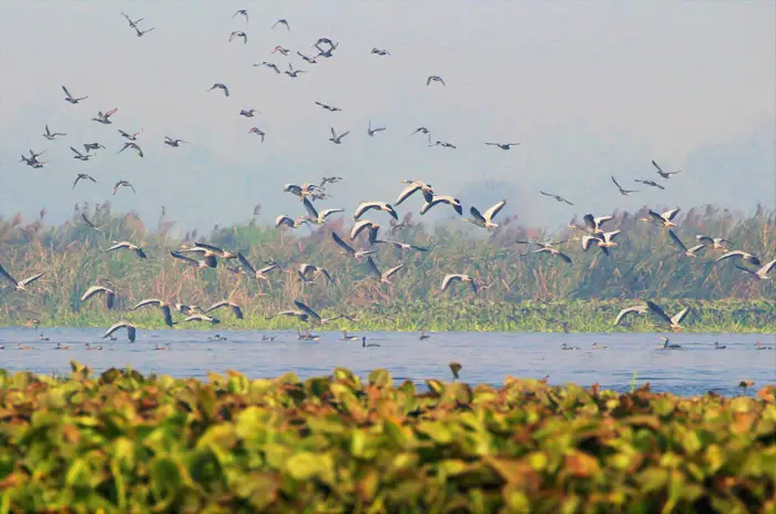Okhla Bird Sanctuary