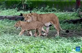 Kamla Nehru Zoological Garden
