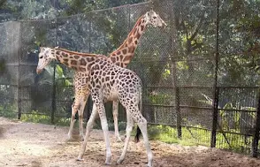 Zoological Garden Alipore
