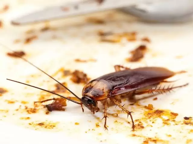 Supriya Pest Control