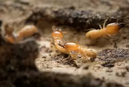 Pestoseal India