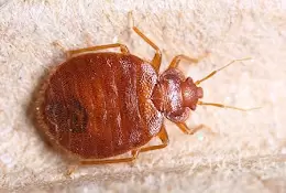 Advika Bed Bug Pest Control Shiva
