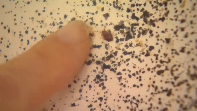 Advika Bed Bug Pest Control Shiva