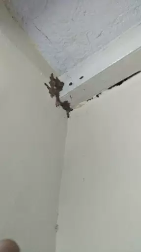 Tamilnadu Pest Control