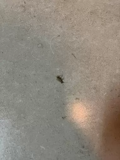 Pest Control 24x7