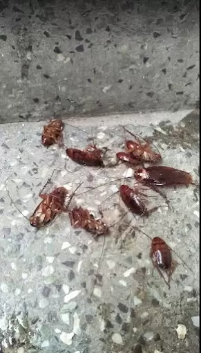 Suguna Pest Control