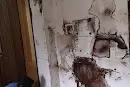 Clean India Pest Control