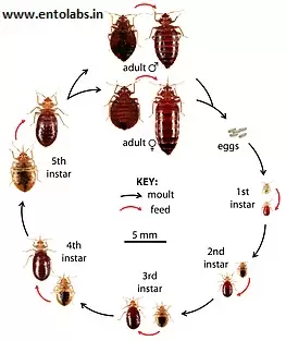 Entolabs Pest Control Services