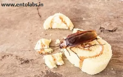 Entolabs Pest Control Services
