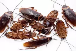 Golden Pest Solutions