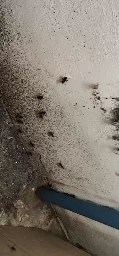Dr Pest Control