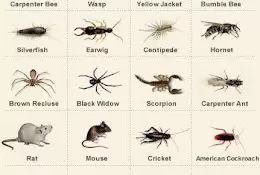 Creative Pest Control Service