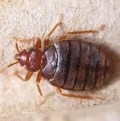 Pest Controller Sanitization and Disinfection Service