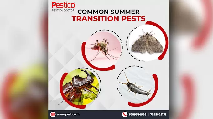 Pestico