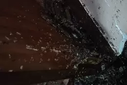 City Pest Control Service