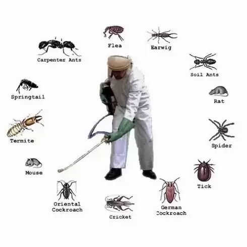 P P Pest Control