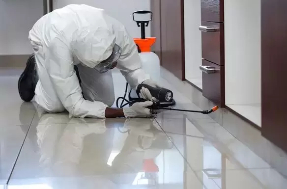 Honey Pest Control