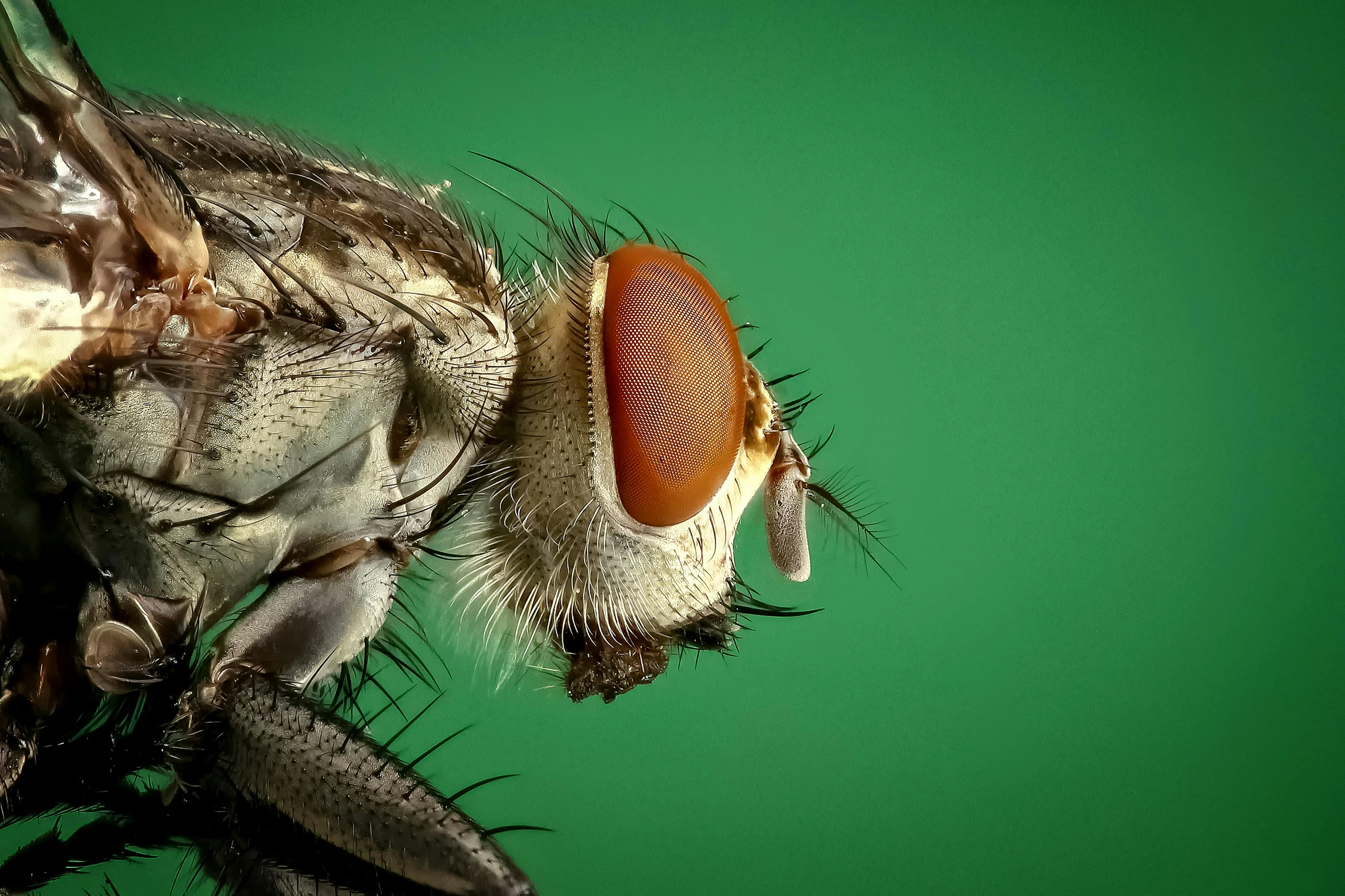 Herbal Pest Control