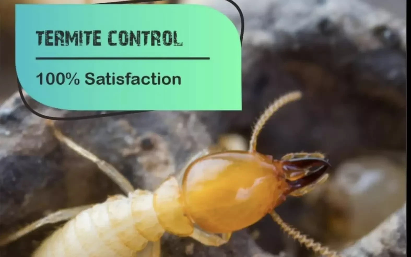 Saini Pest Control