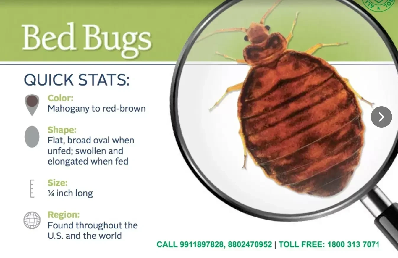 All India Pest Control