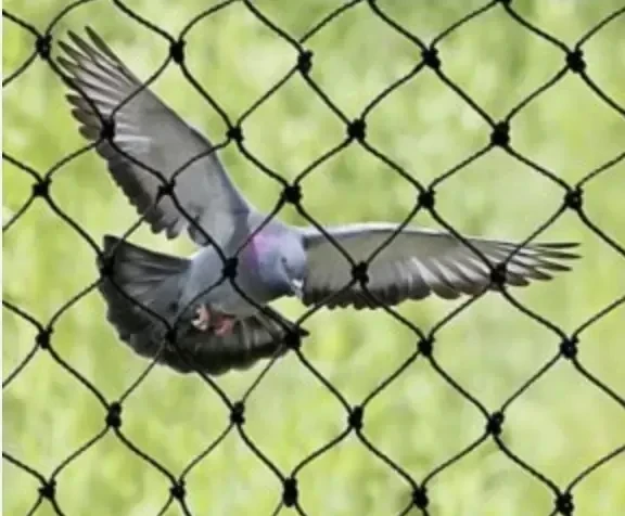 Pigeon Netting Services