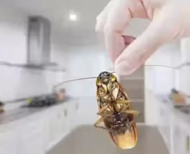 Triveni Pest Control