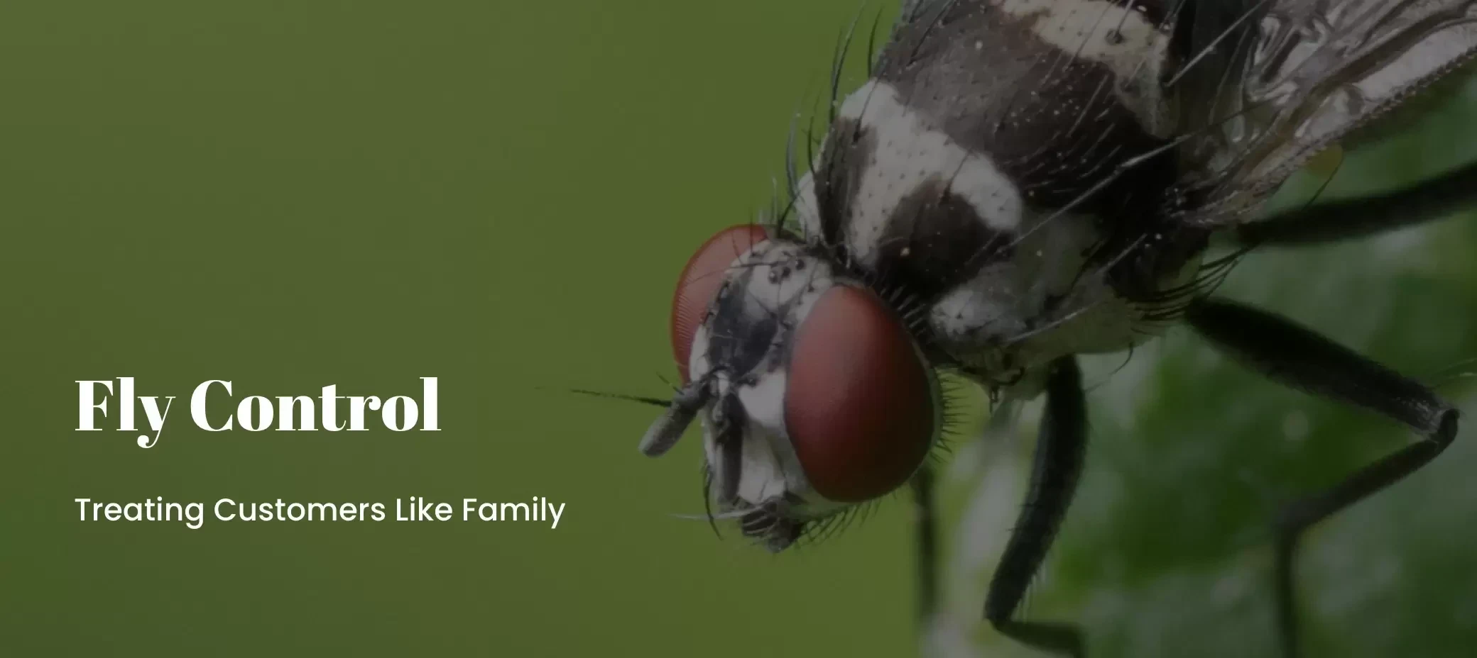 Jqube Pest Management
