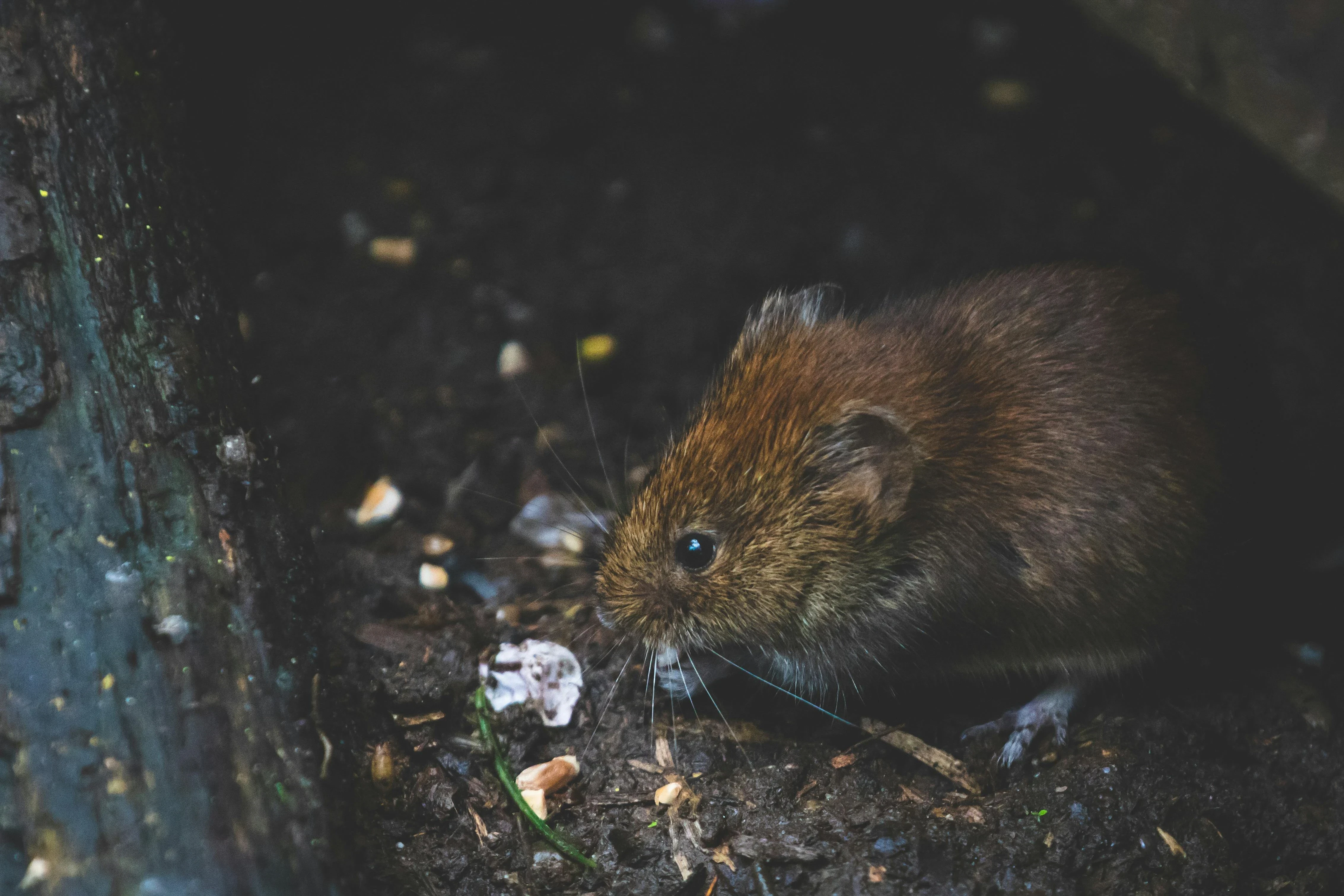 Pest Control Service Quickly