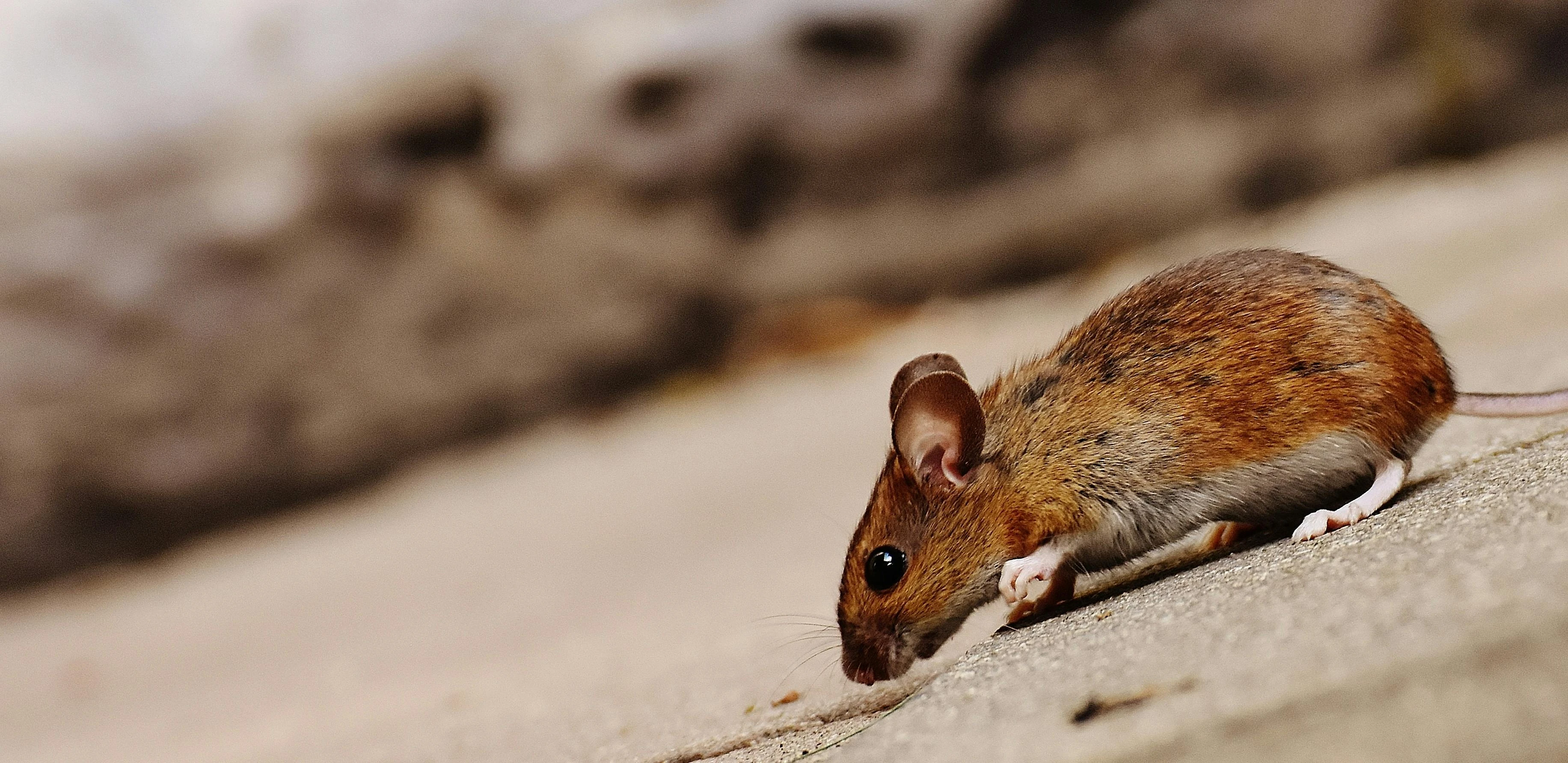 Pest Control Services