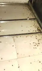 Best Pest Control services