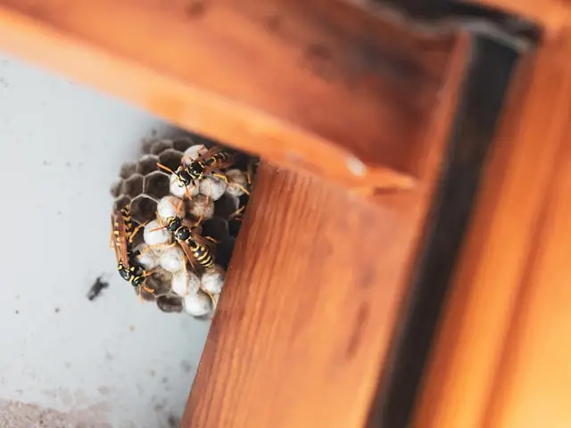 Cockroach Herbal Pest Control