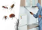 All Pest Solutions