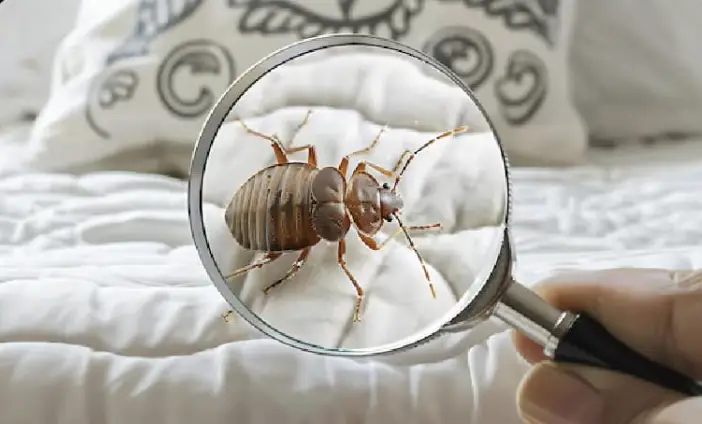 Apex Pest Control Service