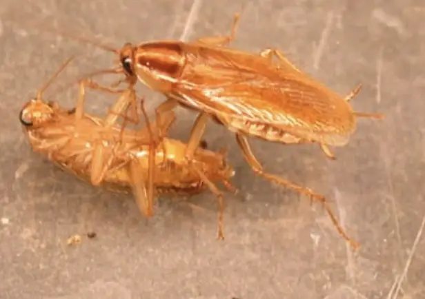 Apex Pest Control Service