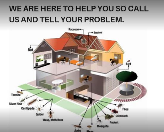 Core Pest Control Service