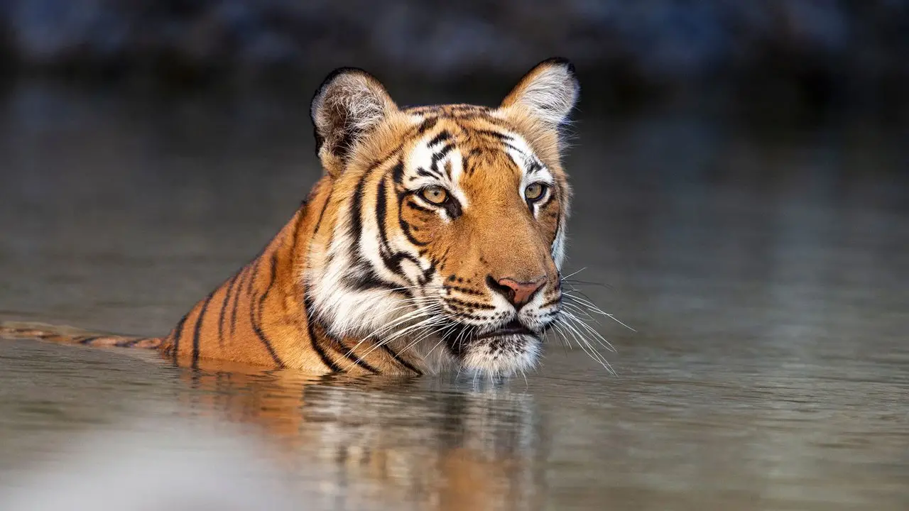 Sanjay Gandhi Biological Park