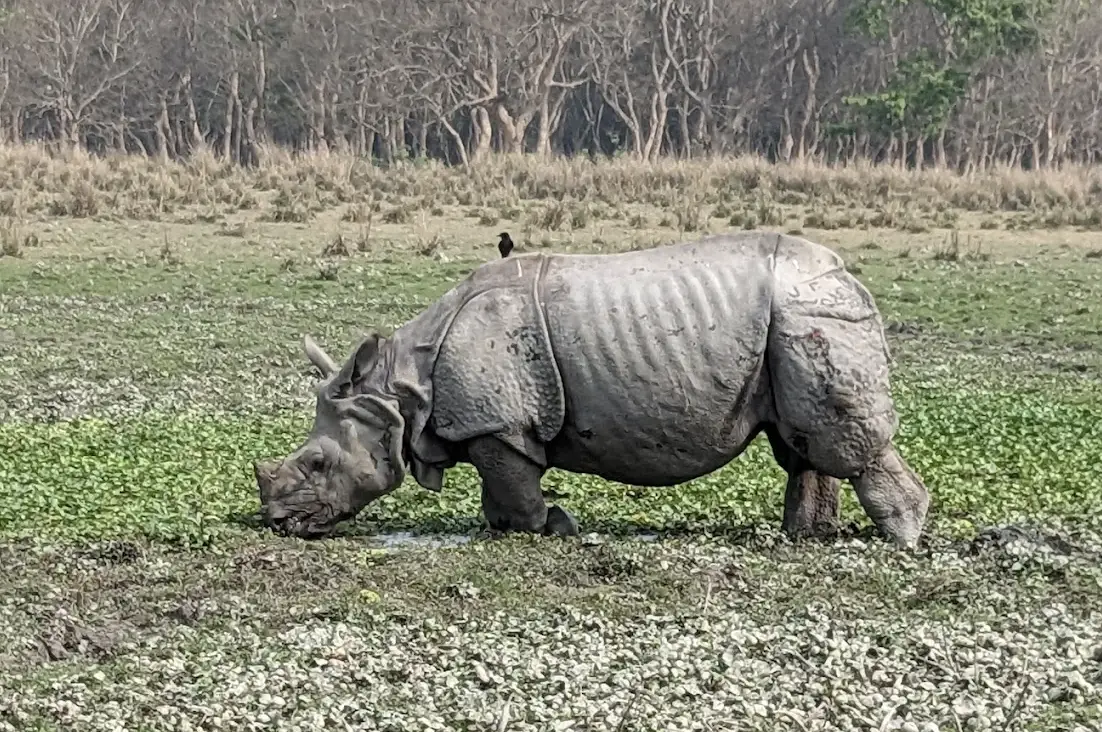 Pobitora Wildlife Sanctuary
