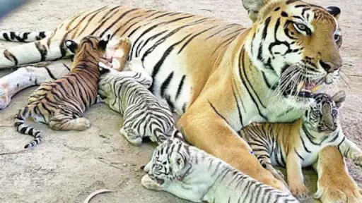 Patna Zoo