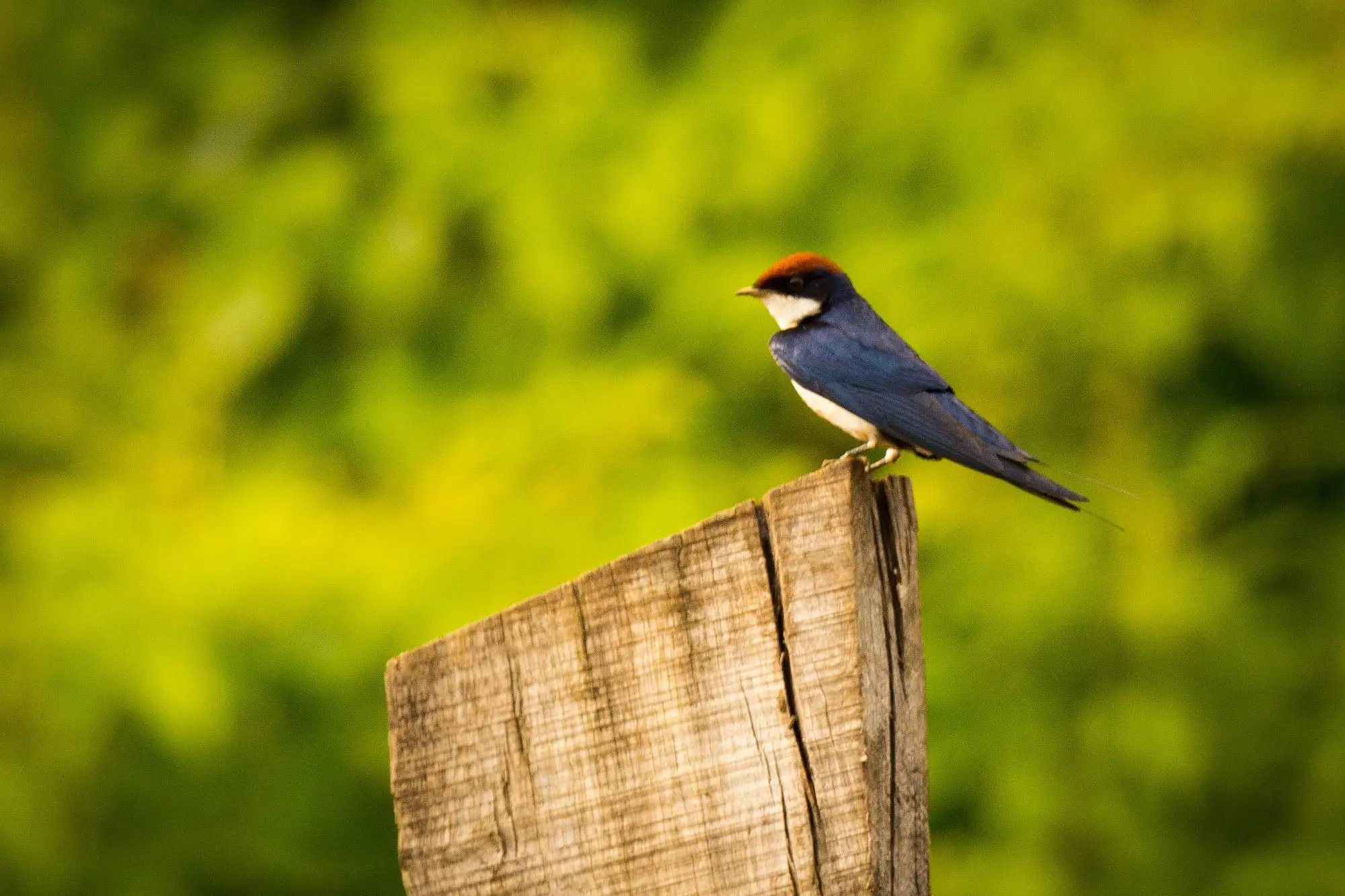 Dr. Salim Ali Bird Sanctuary